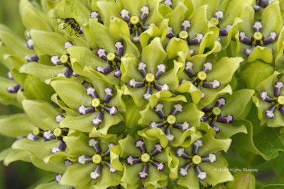Green-Flowered Milkweed