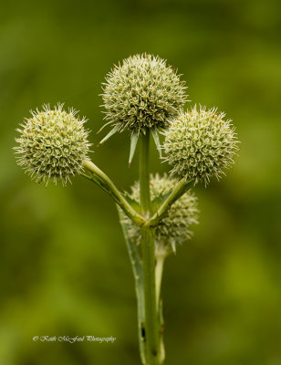 Rattlesnake Master