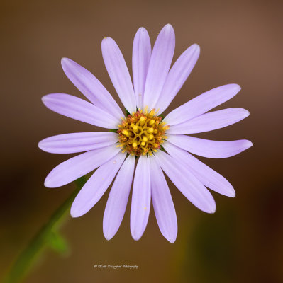 Spreading Aster