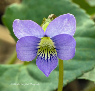 Woolly Blue Violet