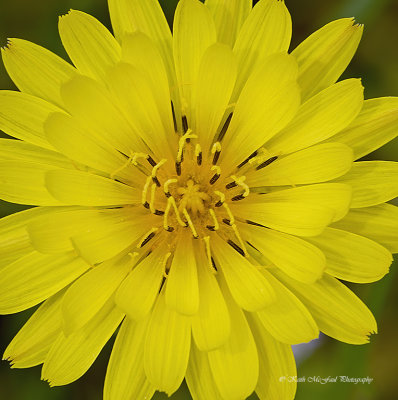 False Dandelion