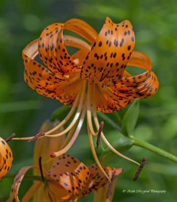 Tiger Lily