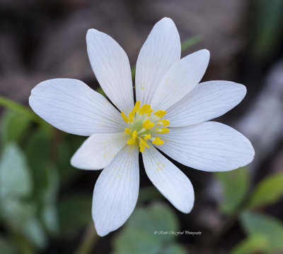 False Rue Anemone