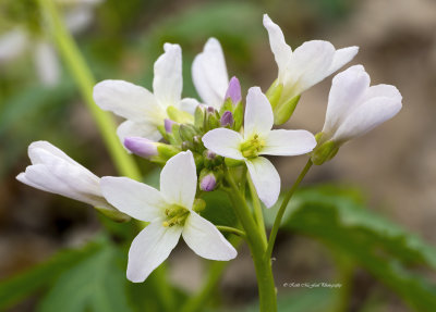 Toothwort