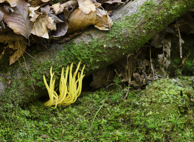 Spindle-shaped Yellow Coral Fungi