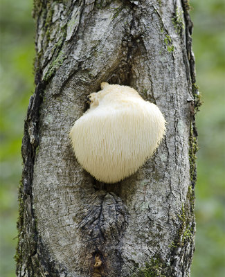 Bearded Tooth Mushroom