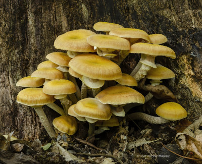 Changing Pholiota