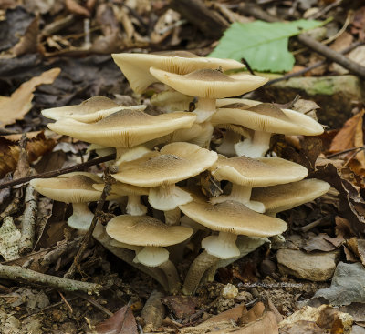 Common Mycena