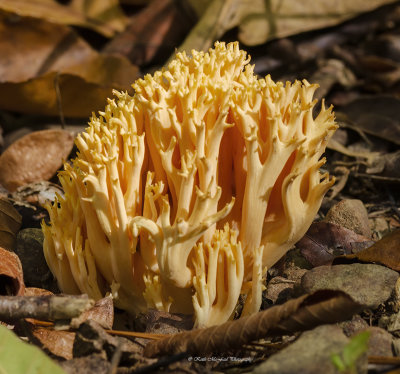 Crested Coral Mushrooms