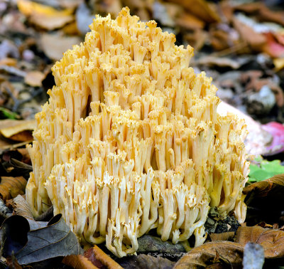 Crown-tipped Coral Mushrooms