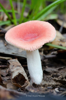 Emetic Russula Mushroom