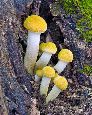 Honey Mushrooms