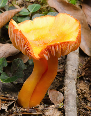 Rosy Russula Mushroom