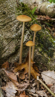 Sphagnum-bog Galerina Mushrooms