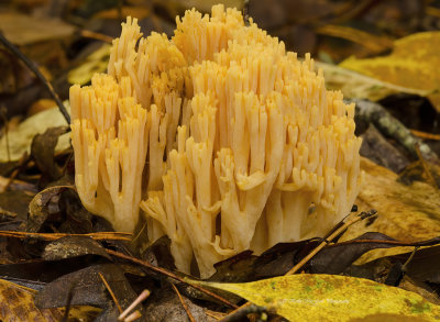 Jellied-base Coral Mushroom