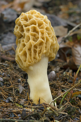 Yellow Morel Mushroom