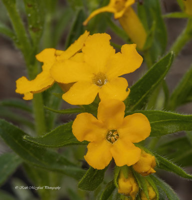 Carolina Puccoon