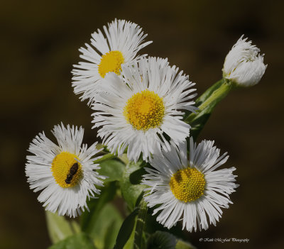 Robin's Plantain