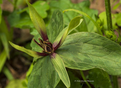 Green Trillium