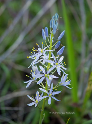 Wild Hyacinth0