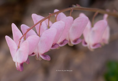 Dutchman's Breeches