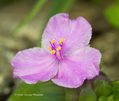 Ernest's Spiderwort