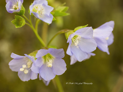 Jacob's Ladder