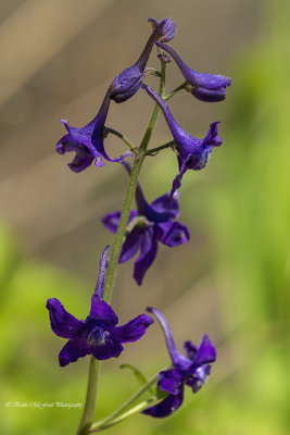 Dwarf Larkspur