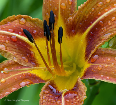 Orange Day Lily