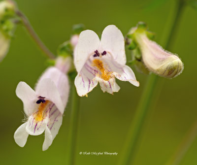 Nodding Beardtongue