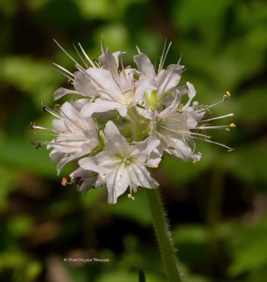 Browne's Waterleaf