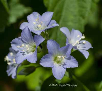 Jacob's Ladder