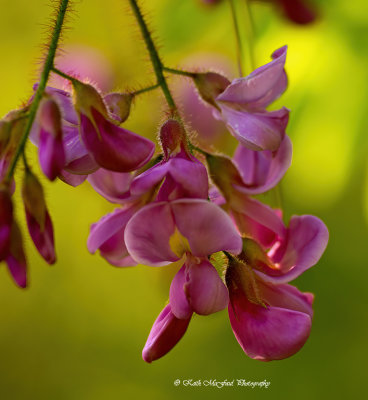 Standing Sweet Pea