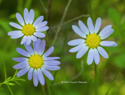 Western Daisy