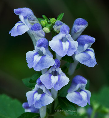 Hairy Skullcap