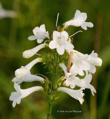 White Wand Beardtongue