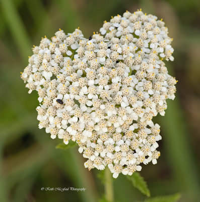 Yarrow