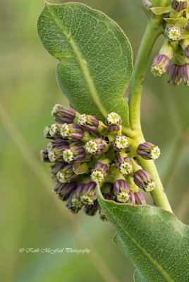 Green Antelopehorn Milkweed