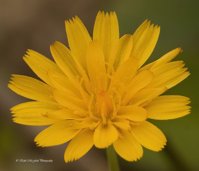 Dwarf Dandelion