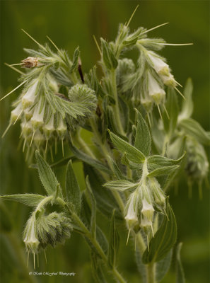 Western Marbleseed