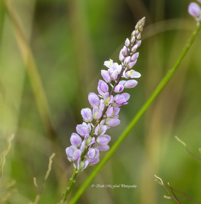 Sampson's Snakeroot