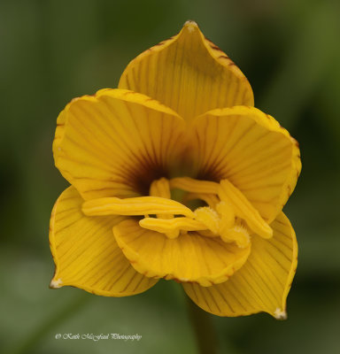 Rio Grande Copper Lily