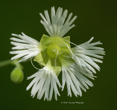 Starry Campion