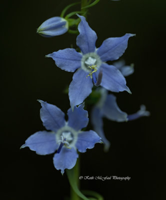 Tall Bellflower