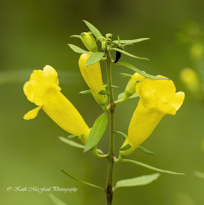 Yellow False Foxglove