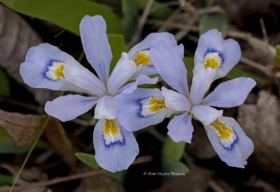 Dwarf Crested Iris