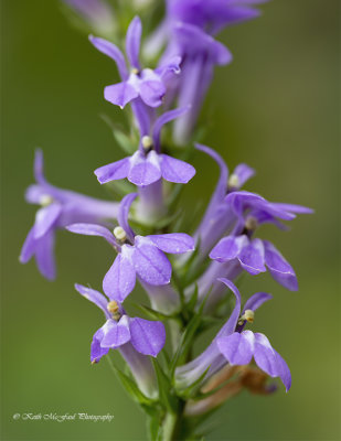 Downy Lobelia