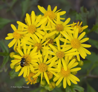 Butterweed & its pollinator