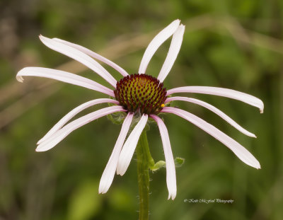 Sanguine Purple Coneflower