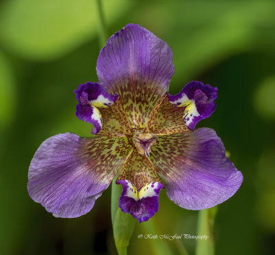 Pinewoods Lily